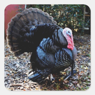 Türkei-Aufkleber Quadratischer Aufkleber