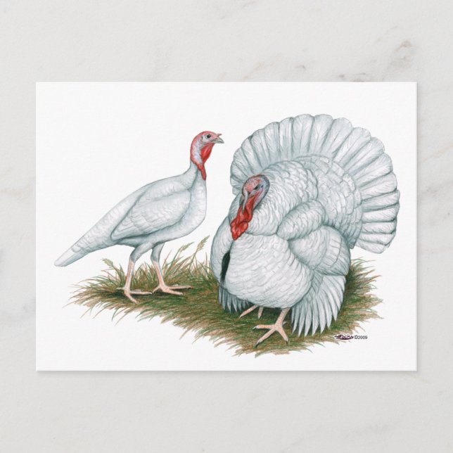 Türkei: Beltsville Small White Postkarte (Vorderseite)