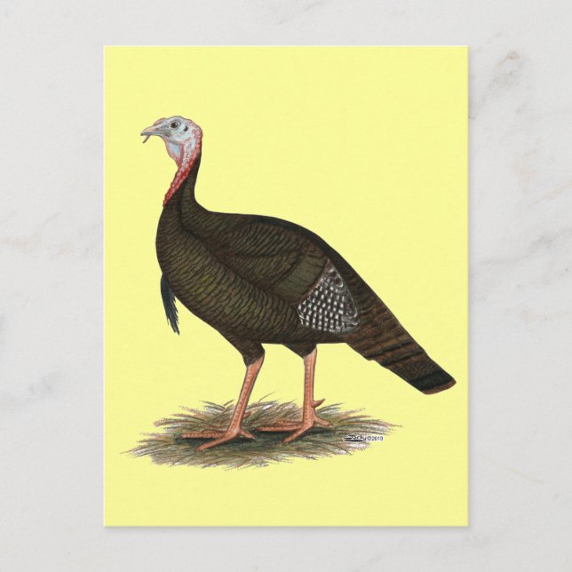 Türkei:  Eastern Wild Tom Postkarte (Vorderseite)