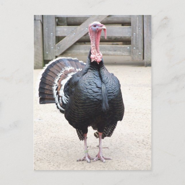 Türkei Postkarte (Vorderseite)