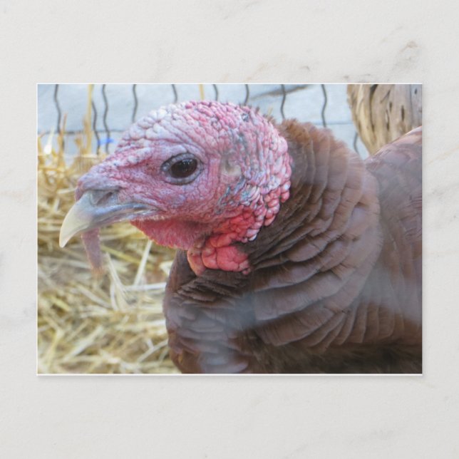 Türkei Postkarte (Vorderseite)