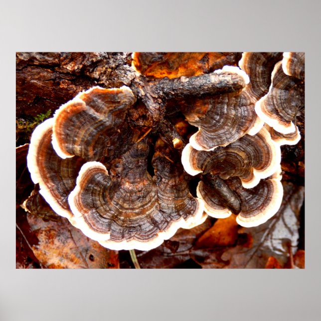 Türkei Schwanz Fungi Poster (Vorne)