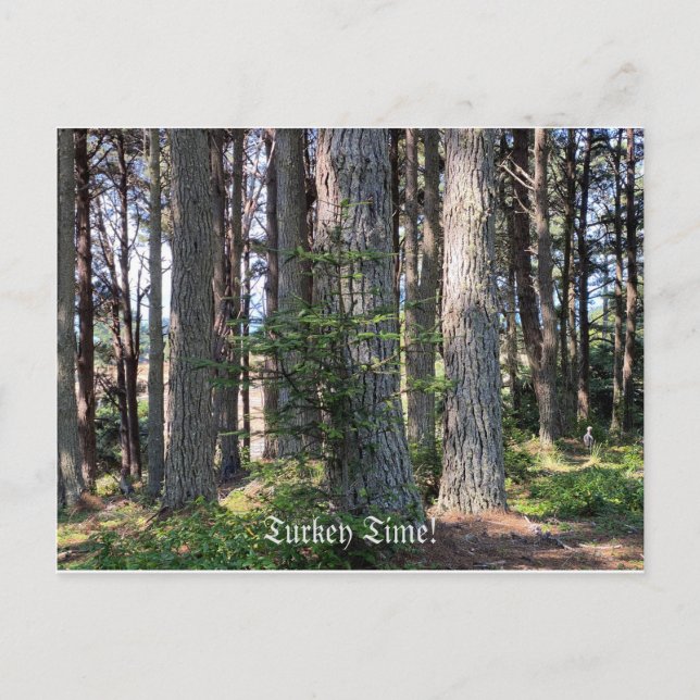 Türkei Zeit! Postkarte (Vorderseite)