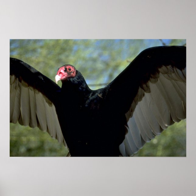 Türkeigeier mit großen Flügeln Poster (Vorne)