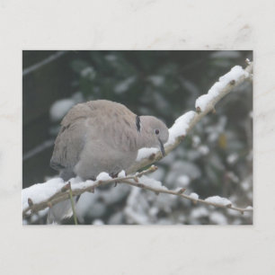 Türkentaube im Schnee DIY Postkarte