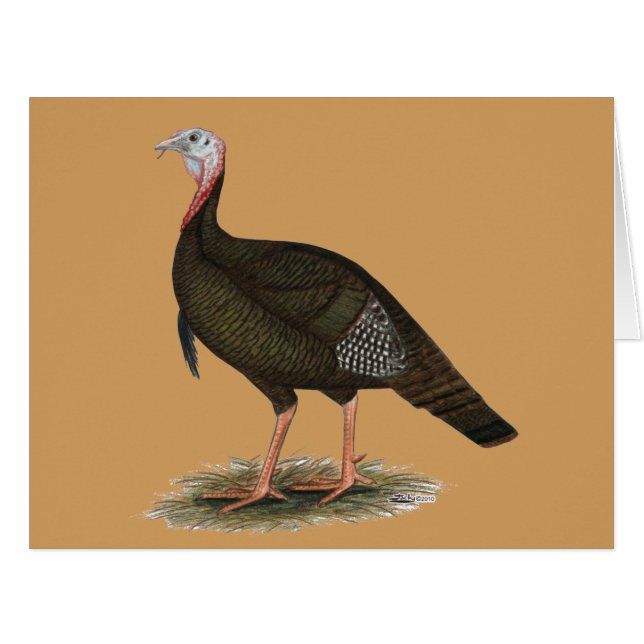 Turkey: Eastern Wild Tom (Vorderseite (Horizontal))