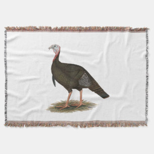 Turkey: Eastern Wild Tom Decke