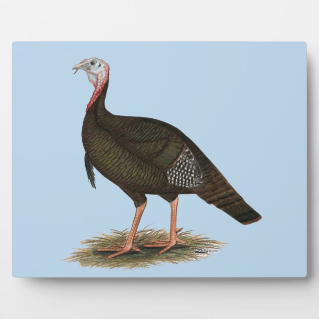 Turkey: Eastern Wild Tom Fotoplatte (Vorderseite)