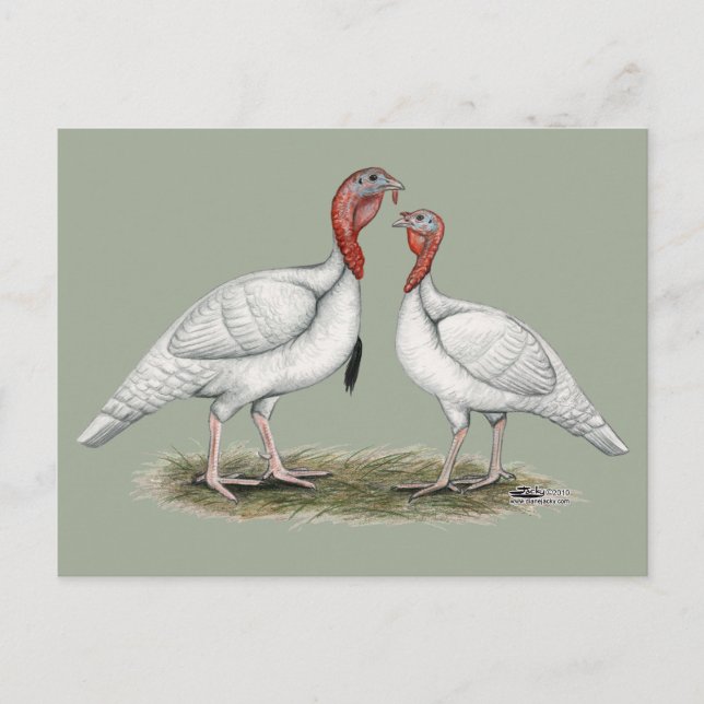 Turkey Mini Whites Postkarte (Vorderseite)