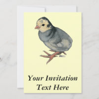 Turkey Poult Blue Slate