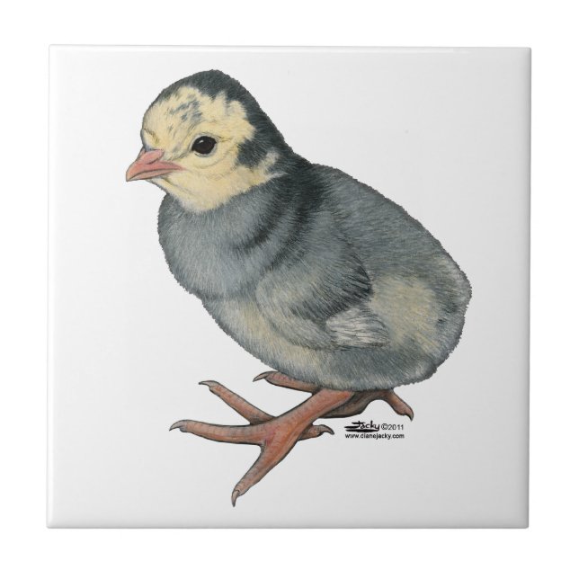 Turkey Poult Blue Slate Fliese (Vorderseite)