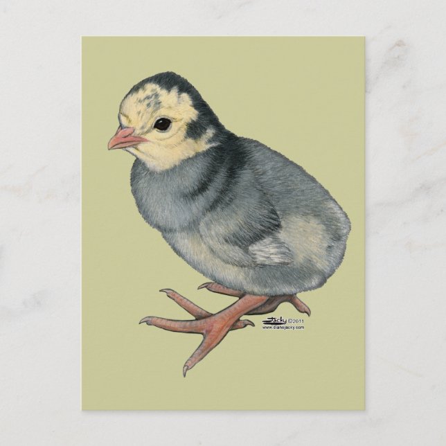 Turkey Poult Blue Slate Postkarte (Vorderseite)