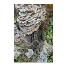 "Turkey Schwanz Mushrooms" - Akryllische Wandkunst