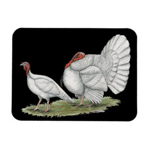 Turkeys White Holland Magnet