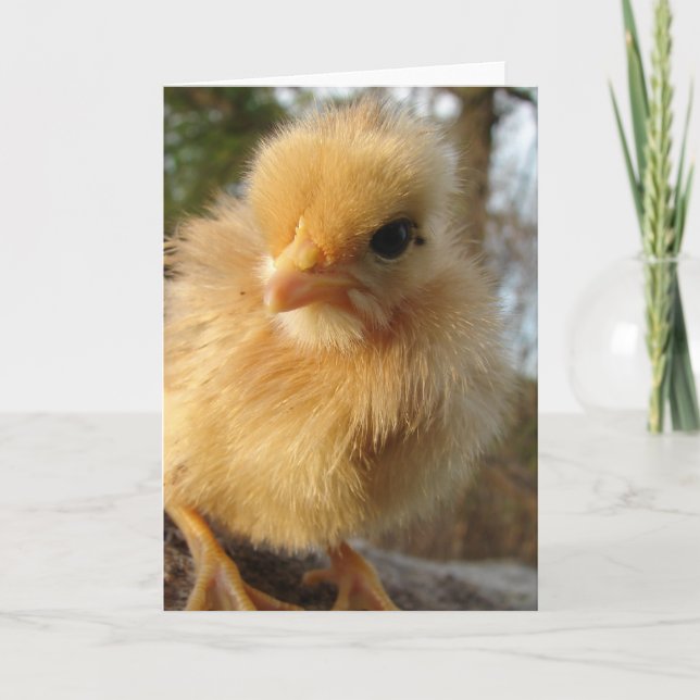 Turkin Chick Karte (Vorderseite)