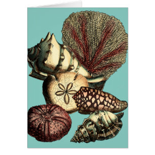 Türkis-Muschel und rote Korallen-Sammlung