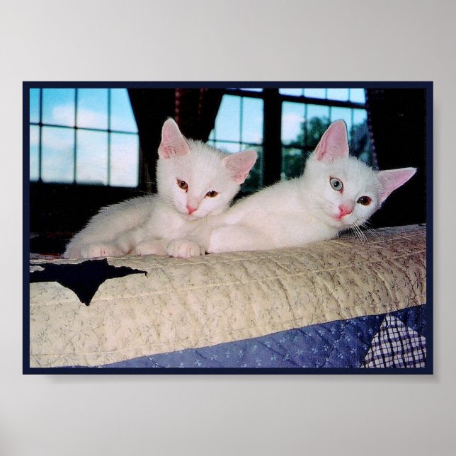 Türkisch Angora Kätzchen Poster (Vorne)