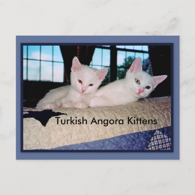 Türkisch Angora Kittens Postcard Postkarte (Vorderseite)