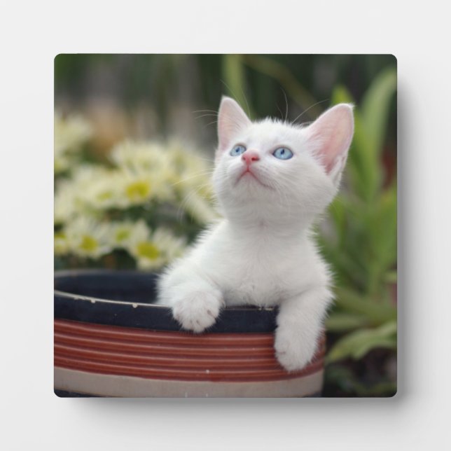 Türkisch White Kitten Fotoplatte (Vorderseite)