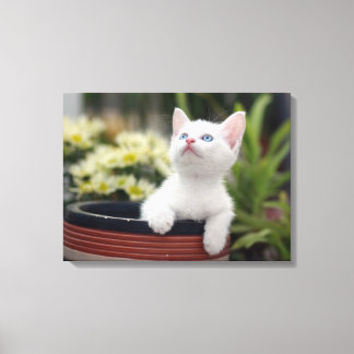 Türkisch White Kitten Leinwanddruck