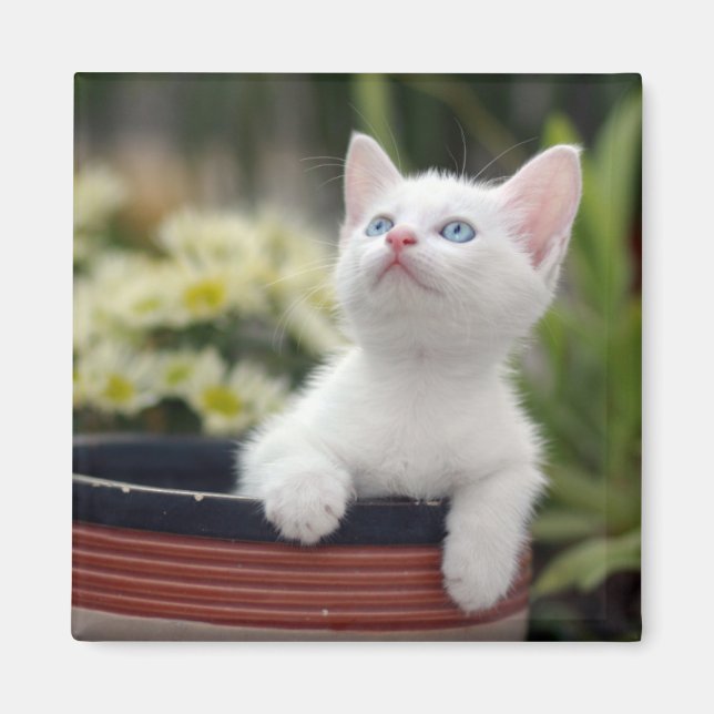 Türkisch White Kitten Magnet (Vorne)
