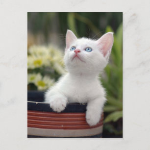 Türkisch White Kitten Postkarte