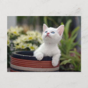 Türkisch White Kitten Postkarte