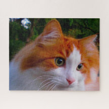 Türkische Angora Katze.