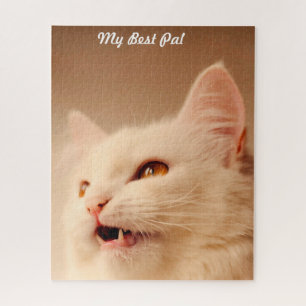 Türkische Angora Katze.