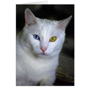 Türkische Angora-Katze mit schlecht