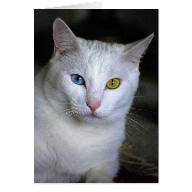 Türkische Angora-Katze mit schlecht (Vorne)