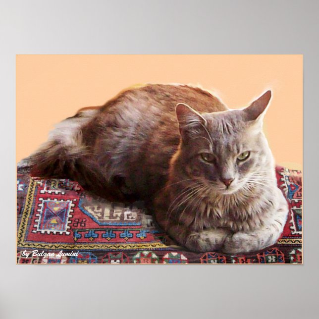 TÜRKISCHE KATZE AUF DEM ALTEN KARPET POSTER (Vorne)