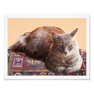 TÜRKISCHE KATZE AUF DEM ALTEN TEPPICH FOTODRUCK