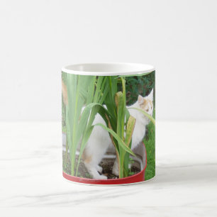 TÜRKISCHE VAN-KATZE FÜR BLUME TASSE