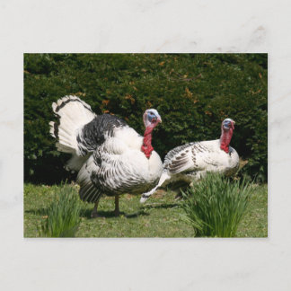 Türkisches Paar Postkarte