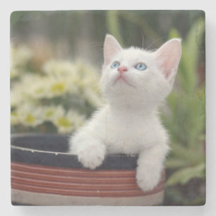 Türkisches weißes Kätzchen Steinuntersetzer