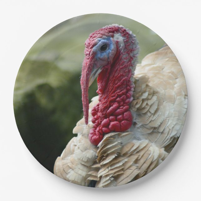 Türkisches Weißes Kopf-Foto Pappteller (Vorderseite)
