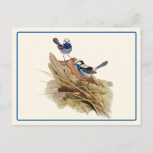 Türkisfeinsänger Postkarte