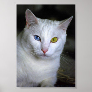 Turkish Angora Cat With Mismatched Eyes Poster