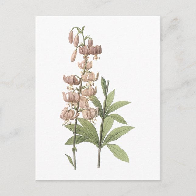 Turk's-cap lily(Lilium martagon) by Redouté Postkarte (Vorderseite)