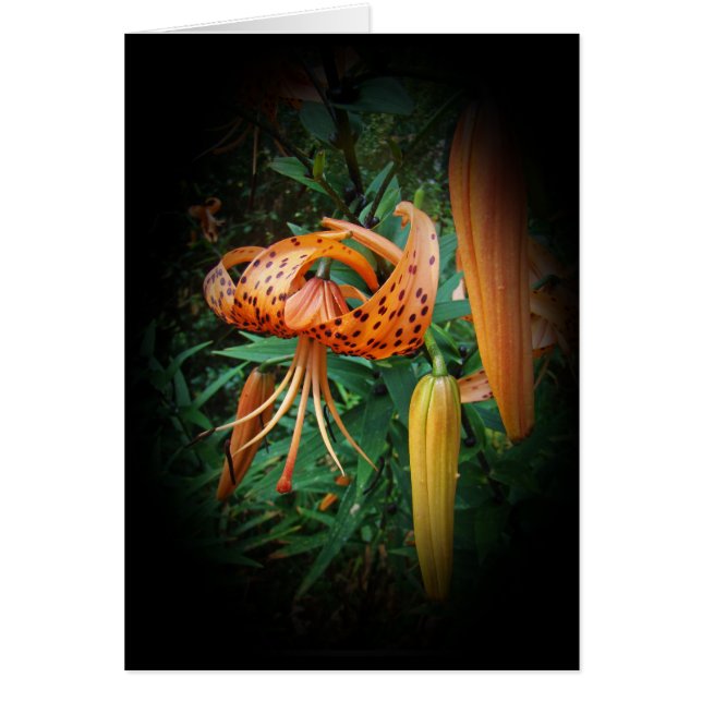 Turk's Cap Lily Wildblume (Vorne)