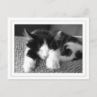 Turkse angora pos postkarte