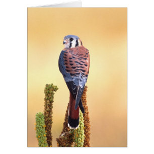 Turmfalke, Falco sparverius, Einheimisch in USA &