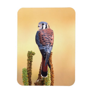Turmfalke, Falco sparverius, Einheimisch in USA &  Magnet