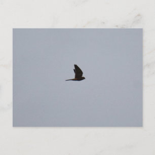 Turmfalke postkarte