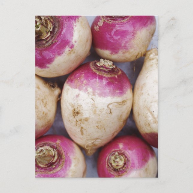 Turnips Postkarte (Vorderseite)