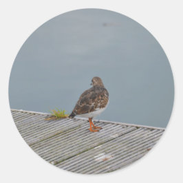 Turnstone Runder Aufkleber