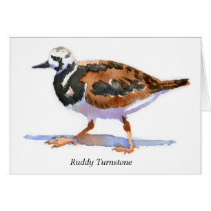 Turnstone vermeil