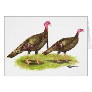 Turquie : Bronze sauvage