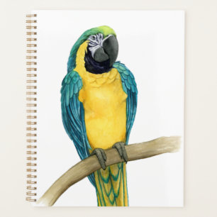 Turquoise Macaw